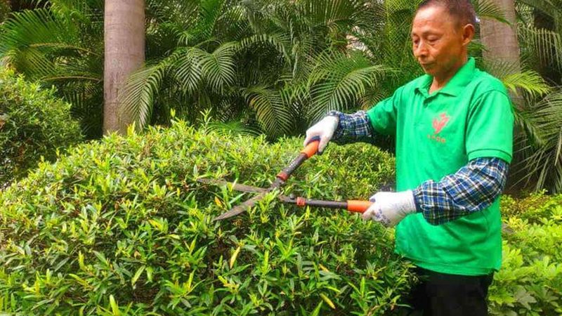 植物墙施工后养护：关键步骤与注意事项**