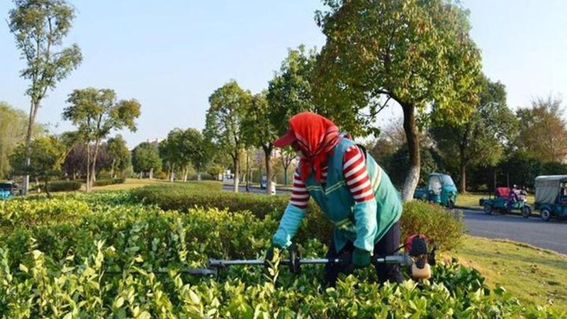 街道绿化工程预算编制：关键要素与实操要点